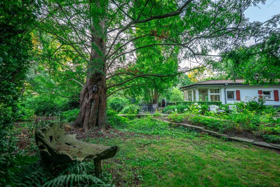 Alter Urweltmammutbaum mit geschnitzter Holzbank im Garten